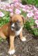 Boxer Puppies for sale in Agoura Hills, CA, USA. price: NA