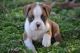 Boxer Puppies for sale in Worthington, KY 41183, USA. price: NA