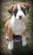 Boxer Puppies for sale in Mobile, AL, USA. price: $250