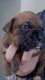 Boxer Puppies for sale in Hartford, CT, USA. price: NA