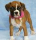 Boxer Puppies for sale in South Bend, IN, USA. price: NA