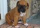 Boxer Puppies for sale in Hollywood, FL, USA. price: $875