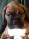 Boxer Puppies for sale in Frederick, MD, USA. price: NA