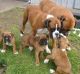 Boxer Puppies for sale in Edinburgh, Edinburgh, UK. price: 250 GBP