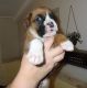 Boxer Puppies for sale in Garden Grove, CA, USA. price: NA