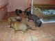 Boxer Puppies for sale in Evansville, WY, USA. price: NA