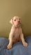Boxer Puppies for sale in Akron, OH, USA. price: NA