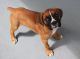 Boxer Puppies for sale in Anaheim, CA, USA. price: NA
