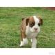 Boxer Puppies for sale in Gresham, OR, USA. price: NA