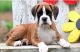Boxer Puppies for sale in Hanford, CA 93230, USA. price: NA