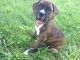Boxer Puppies for sale in New Castle, DE 19720, USA. price: NA