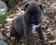 Boxer Puppies for sale in Caddo Mills, TX 75135, USA. price: NA