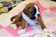 Boxer Puppies for sale in El Paso, TX, USA. price: NA