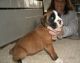 Boxer Puppies for sale in Friendship, WI 53934, USA. price: $500