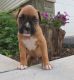 Boxer Puppies for sale in Cincinnati, OH, USA. price: NA