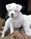 Boxer Puppies for sale in Sacramento, CA, USA. price: NA