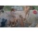 Boxer Puppies for sale in Amarillo, TX, USA. price: NA