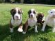 Boxer Puppies for sale in Bay City, OR 97107, USA. price: NA