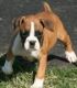 Boxer Puppies for sale in East Lansing, MI, USA. price: $500