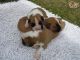 Boxer Puppies for sale in Green Forest, AR 72638, USA. price: NA