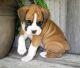 Boxer Puppies for sale in Swannanoa, NC 28778, USA. price: NA