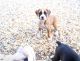 Boxer Puppies for sale in Delaware, AR 72835, USA. price: NA