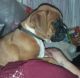 Boxer Puppies for sale in Georgetown, GA, USA. price: NA