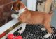 Boxer Puppies for sale in Columbus, GA, USA. price: NA