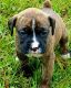 Boxer Puppies for sale in Abilene, TX, USA. price: NA