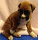 Boxer Puppies for sale in Alma Center, WI 54611, USA. price: NA