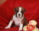 Boxer Puppies for sale in San Jose, CA, USA. price: NA