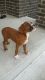 Boxer Puppies for sale in Clarksville, TN, USA. price: $400