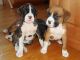 Boxer Puppies for sale in Dennysville, ME, USA. price: NA