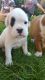Boxer Puppies for sale in East Los Angeles, CA, USA. price: NA