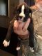Boxer Puppies for sale in Chula Vista, CA, USA. price: NA