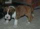 Boxer Puppies for sale in Huntsville, AL, USA. price: $250