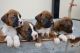 Boxer Puppies for sale in Compton, CA, USA. price: NA