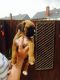 Boxer Puppies for sale in Montgomery, AL, USA. price: NA