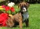 Boxer Puppies for sale in Huntington Beach, CA, USA. price: NA