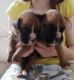 Boxer Puppies for sale in Gales Creek, OR 97117, USA. price: $350