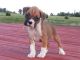 Boxer Puppies for sale in St. Louis, MO, USA. price: NA
