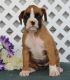 Boxer Puppies for sale in Ducor, CA 93218, USA. price: $500