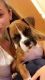 Boxer Puppies for sale in Port St Lucie, FL, USA. price: $600