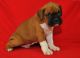 Boxer Puppies for sale in Sacramento, CA, USA. price: $500