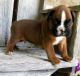 Boxer Puppies for sale in Naperville, IL, USA. price: NA