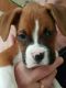 Boxer Puppies for sale in Modesto, CA, USA. price: NA