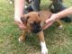 Boxer Puppies for sale in Cedar Rapids, IA, USA. price: NA