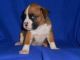 Boxer Puppies for sale in Burbank, CA, USA. price: NA