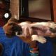 Boxer Puppies for sale in Merrillville, IN, USA. price: NA