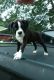 Boxer Puppies for sale in Baywood-Los Osos, CA 93402, USA. price: NA